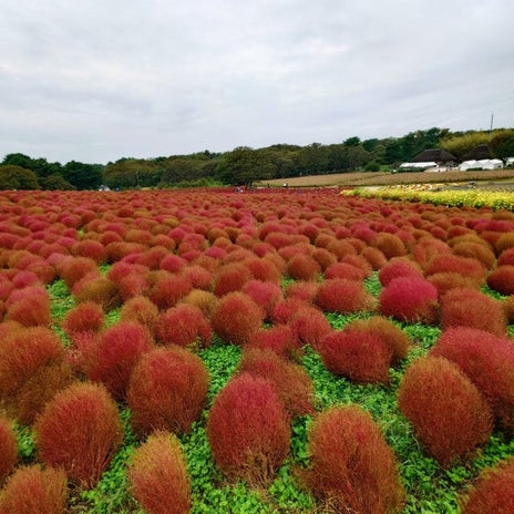実家のコキアが海藻になった原因の画像
