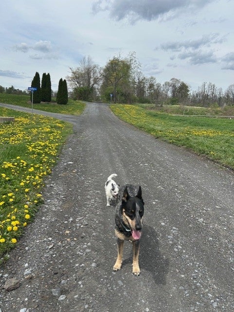 手術した愛犬に再びできた腫瘍の画像