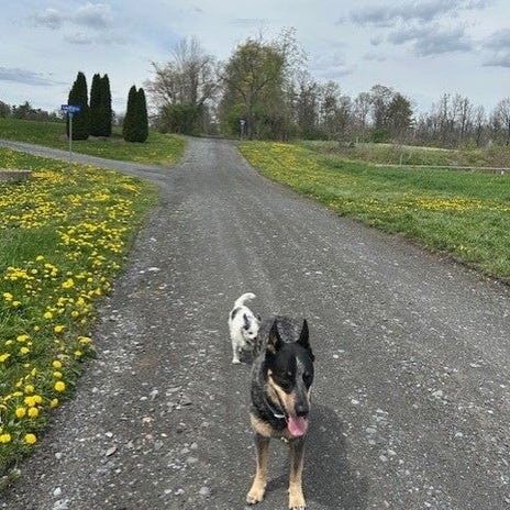 手術した愛犬に再びできた腫瘍の画像