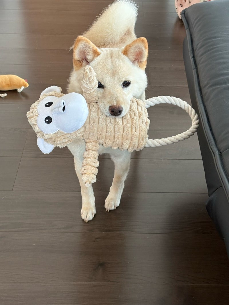 買って来て喜んでもらえたおもちゃの画像