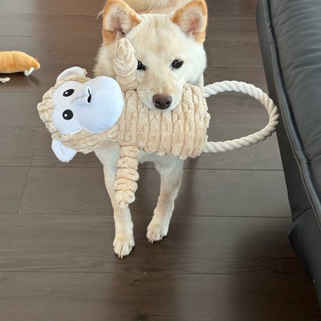 買って来て喜んでもらえたおもちゃの画像