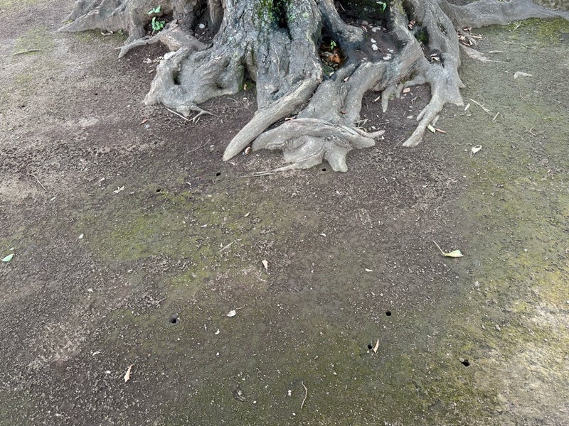 あちこちに出現した蝉の穴と抜け殻の画像
