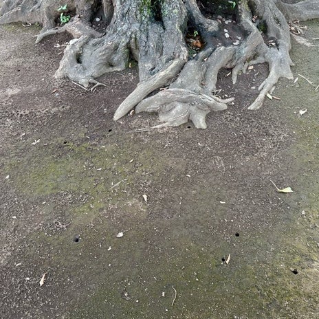 あちこちに出現した蝉の穴と抜け殻の画像