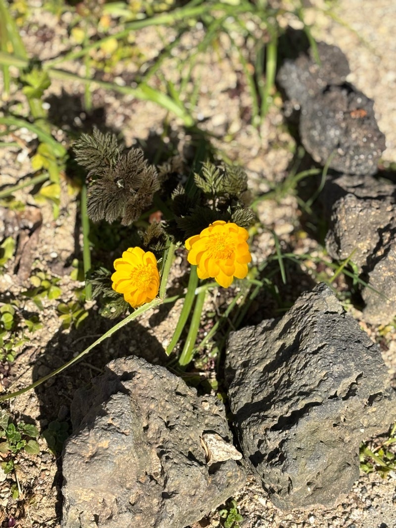 粗大ごみに申し込むつもりのプリンターの画像