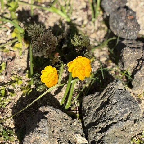 粗大ごみに申し込むつもりのプリンターの画像