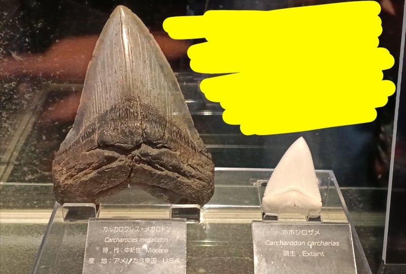 夫の沖縄旅行の裏目的だった趣味の画像