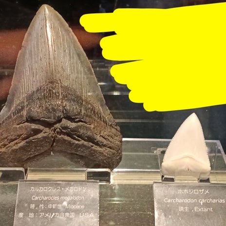 夫の沖縄旅行の裏目的だった趣味の画像