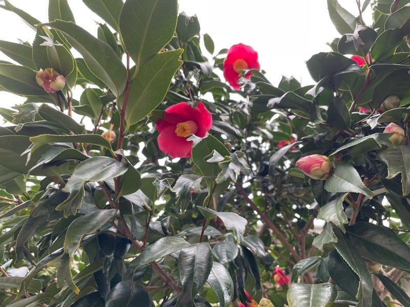 全てクリアで驚いた血液検査の結果の画像