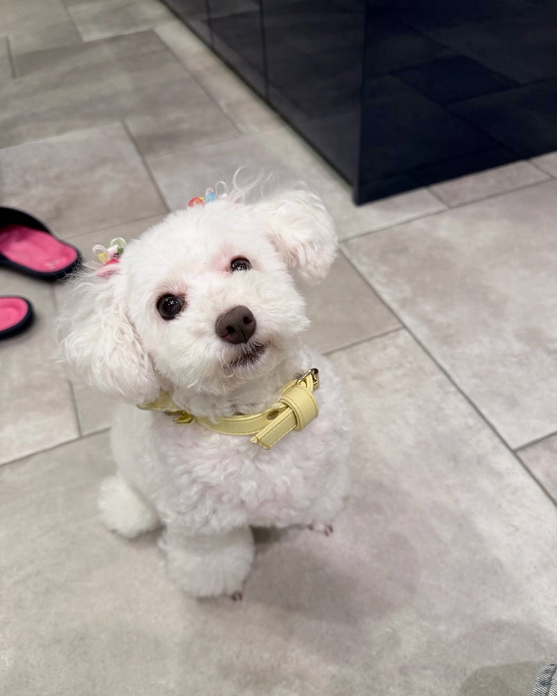 堀ちえみ 愛犬のおもちゃ以上の手の画像