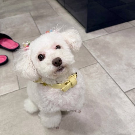 堀ちえみ 愛犬のおもちゃ以上の手の画像