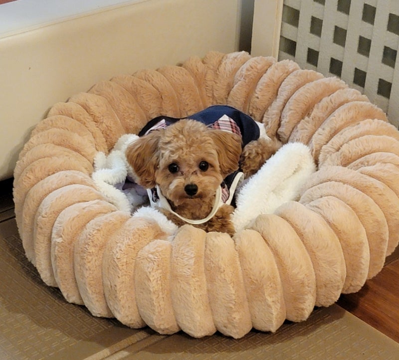 モト冬樹 里親の元へ帰った愛犬の画像