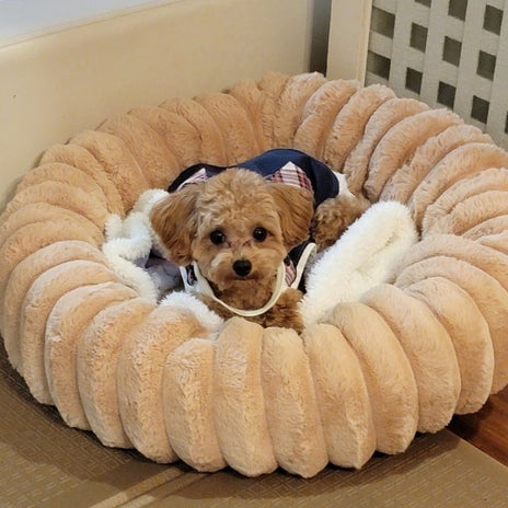 モト冬樹 里親の元へ帰った愛犬の画像