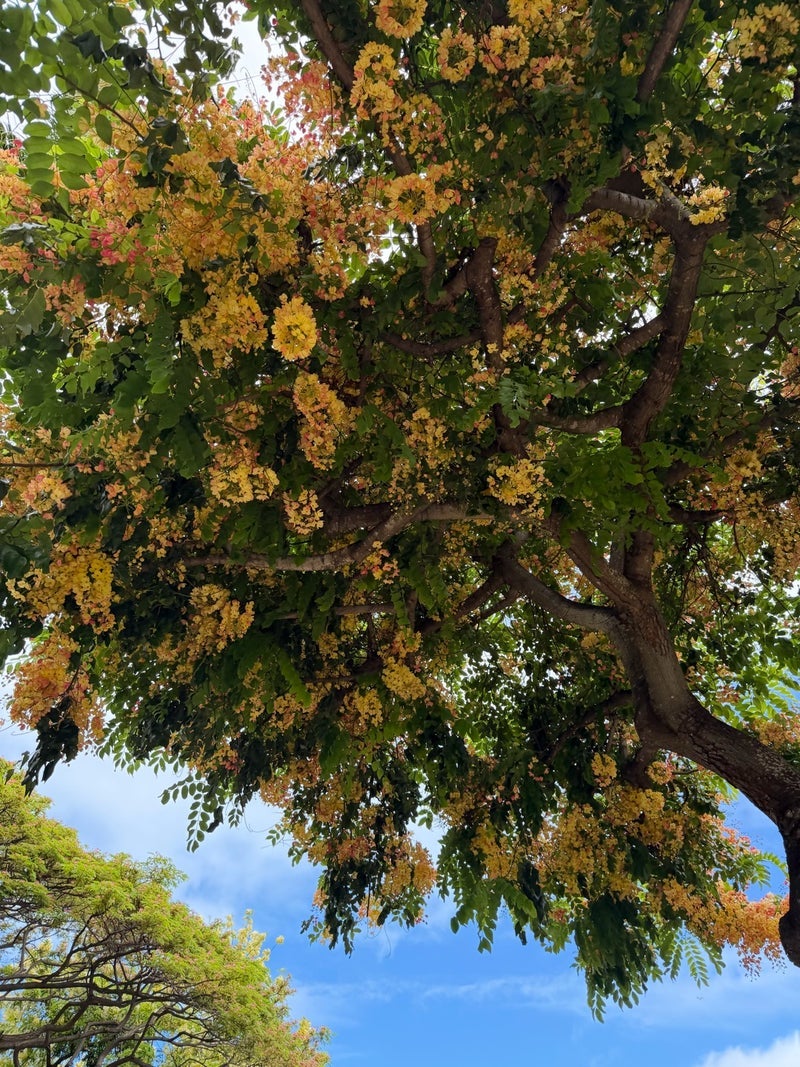 夫は好きらしい跡地にできた看板の画像