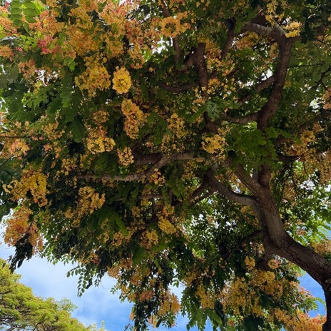 夫は好きらしい跡地にできた看板の画像