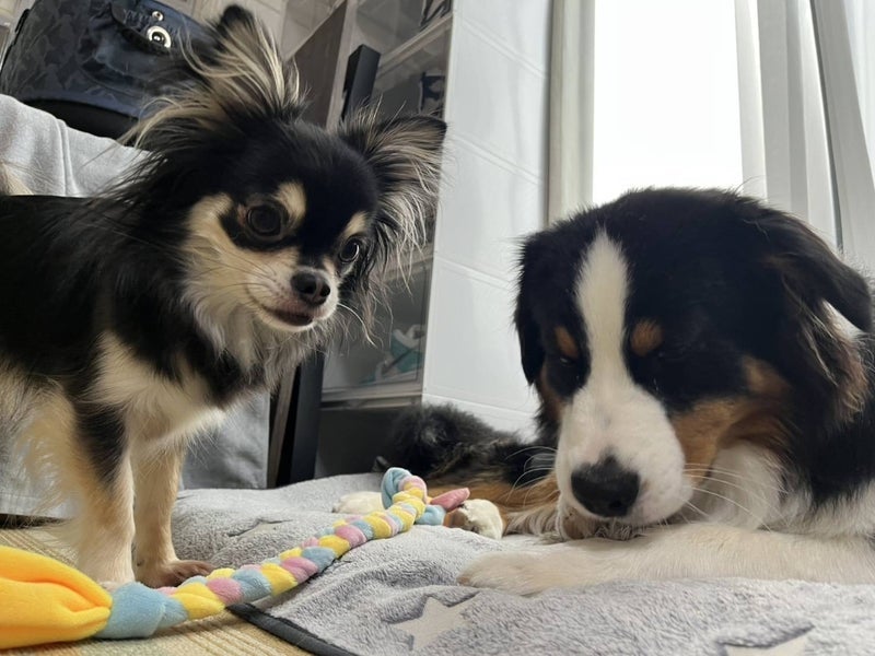 高橋英樹 知らない犬とも遊ぶ愛犬の画像