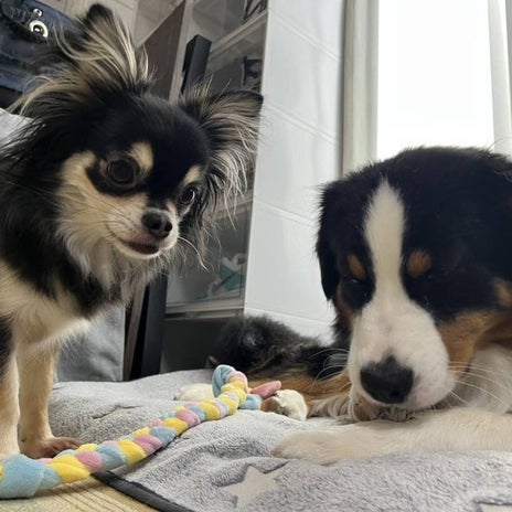 高橋英樹 知らない犬とも遊ぶ愛犬の画像