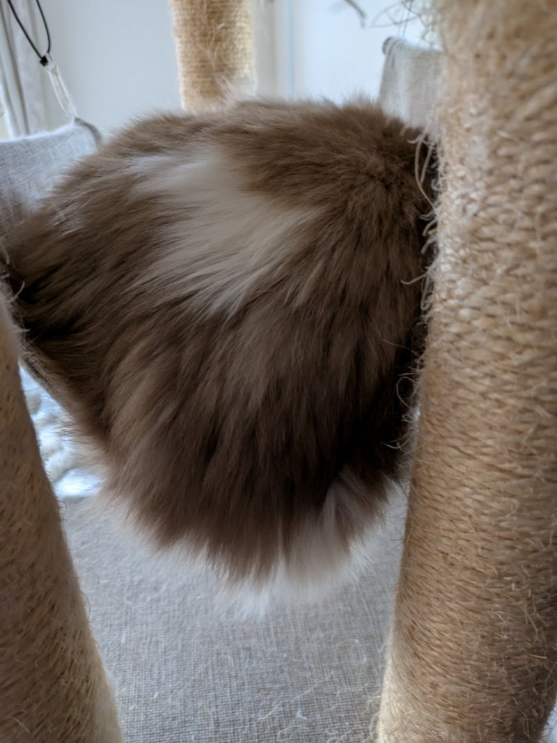 腫瘍の抜糸に同伴した貫禄ある長女の画像