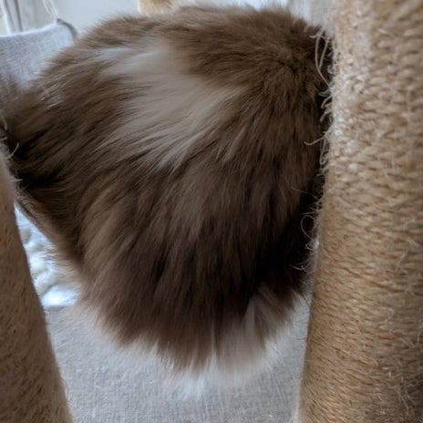 腫瘍の抜糸に同伴した貫禄ある長女の画像