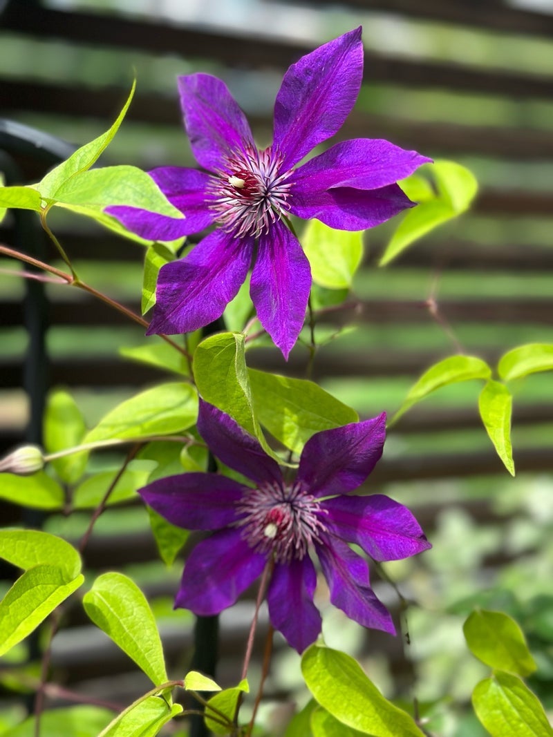 研ナオコ テラスで咲いた花々の画像