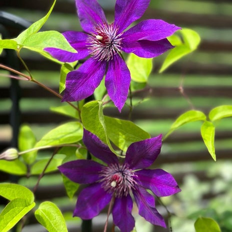 研ナオコ テラスで咲いた花々の画像