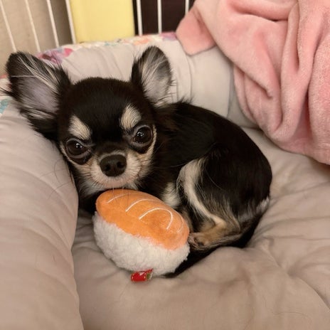 小柳ルミ子 可愛すぎる愛犬の行動の画像