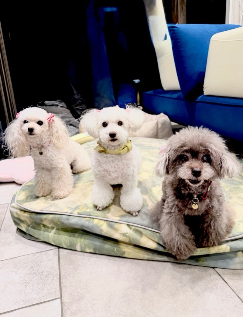 堀ちえみ 愛犬三姉妹のハイポーズの画像