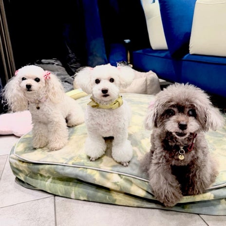 堀ちえみ 愛犬三姉妹のハイポーズの画像