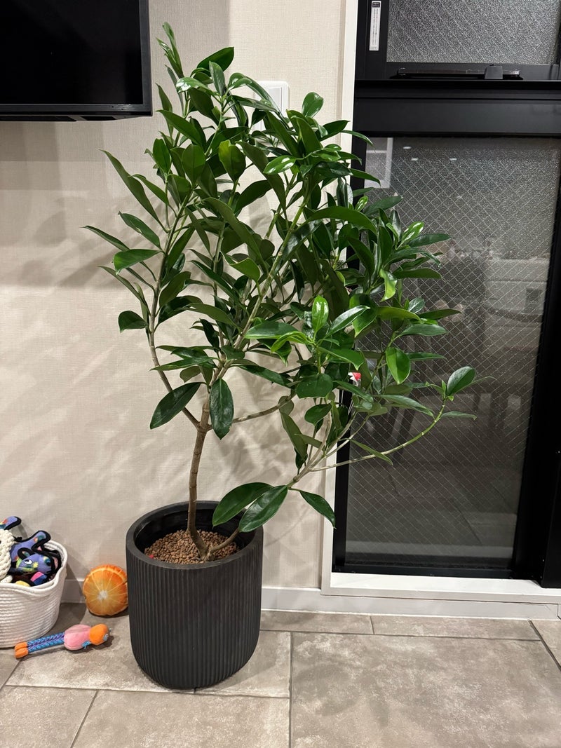 堀ちえみ ACTUSで購入した観葉の画像