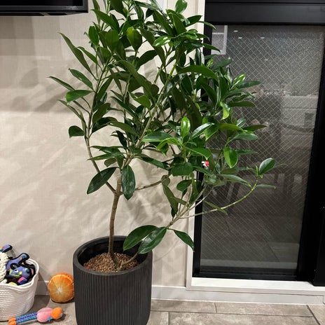 堀ちえみ ACTUSで購入した観葉の画像