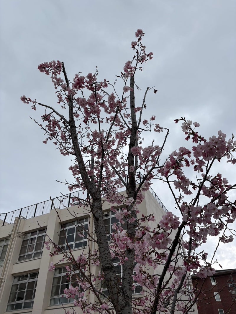 嫁と春休み明けに行くコストコの画像