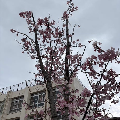 嫁と春休み明けに行くコストコの画像