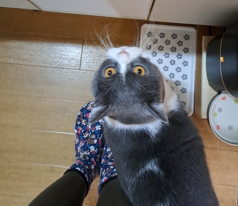 美味しいいちごジャムの禁断の蓋の画像