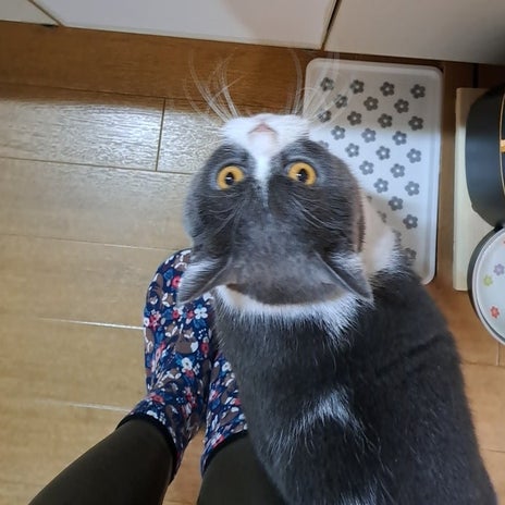 美味しいいちごジャムの禁断の蓋の画像