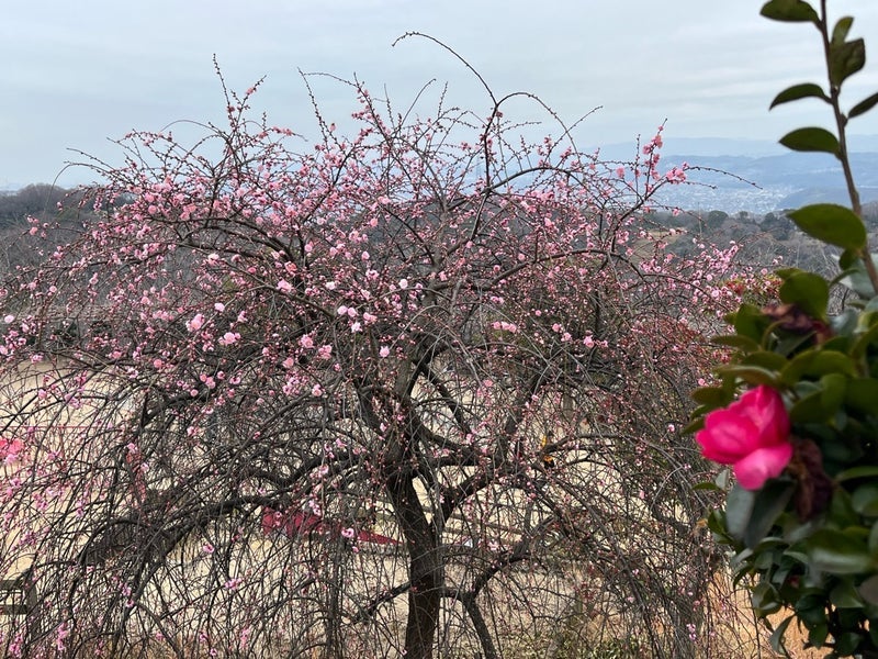 夫のフキハラで楽しくない気分の画像