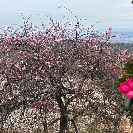 夫のフキハラで楽しくない気分の画像
