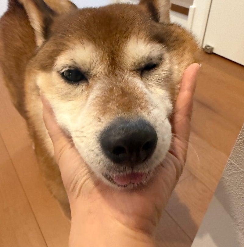 おかえりという言葉が聞こえた気の画像