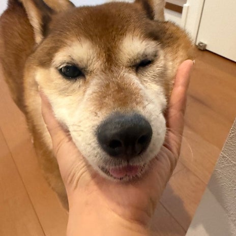おかえりという言葉が聞こえた気の画像
