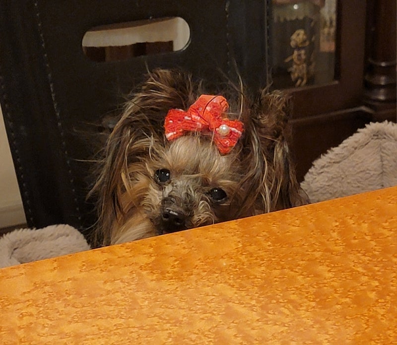 モト冬樹 膵炎になった愛犬の今の画像