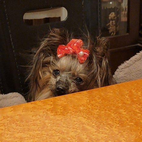 モト冬樹 膵炎になった愛犬の今の画像