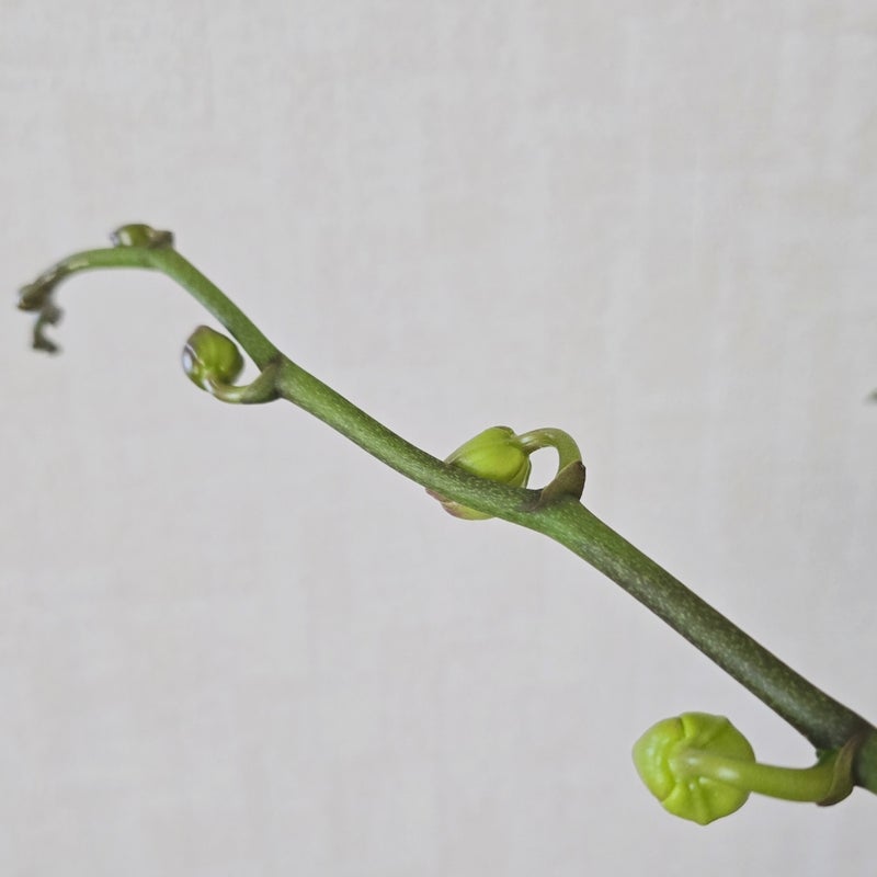 諦めていた胡蝶蘭の念願の花の画像