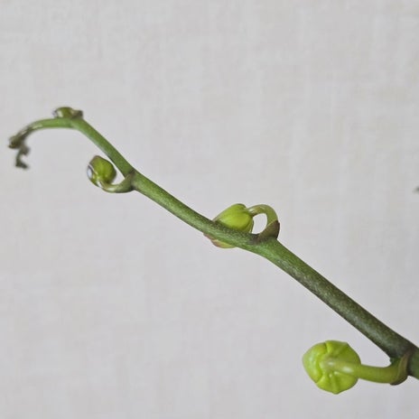 諦めていた胡蝶蘭の念願の花の画像
