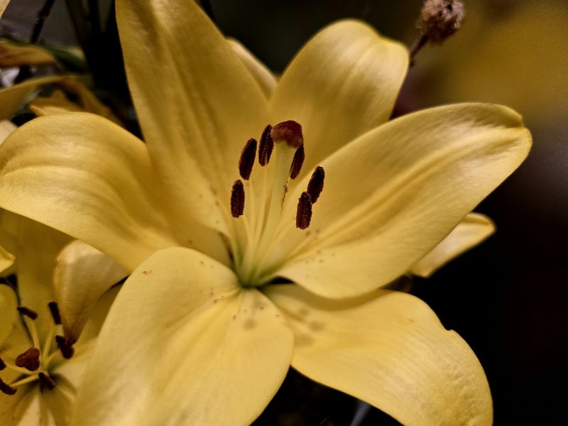 高橋英樹 玄関の華やかなリリーの画像