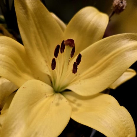 高橋英樹 玄関の華やかなリリーの画像