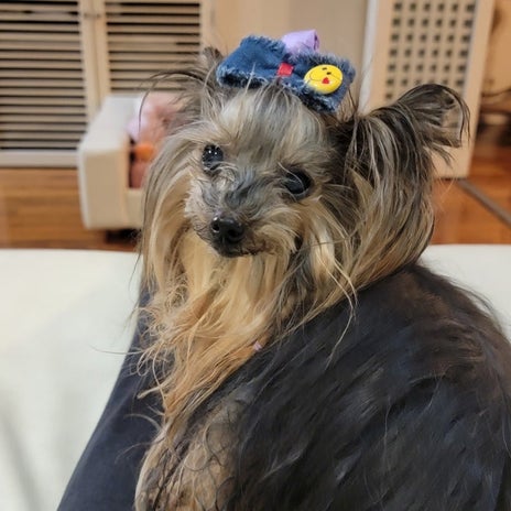 モト冬樹 呼ぶと振り返る可愛い愛犬の画像