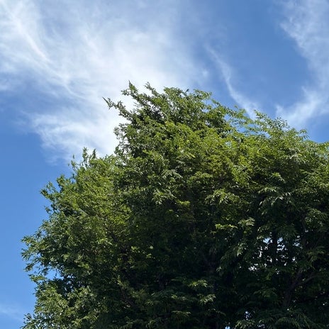 桃の母 ゆで卵の簡単な皮むき法の画像