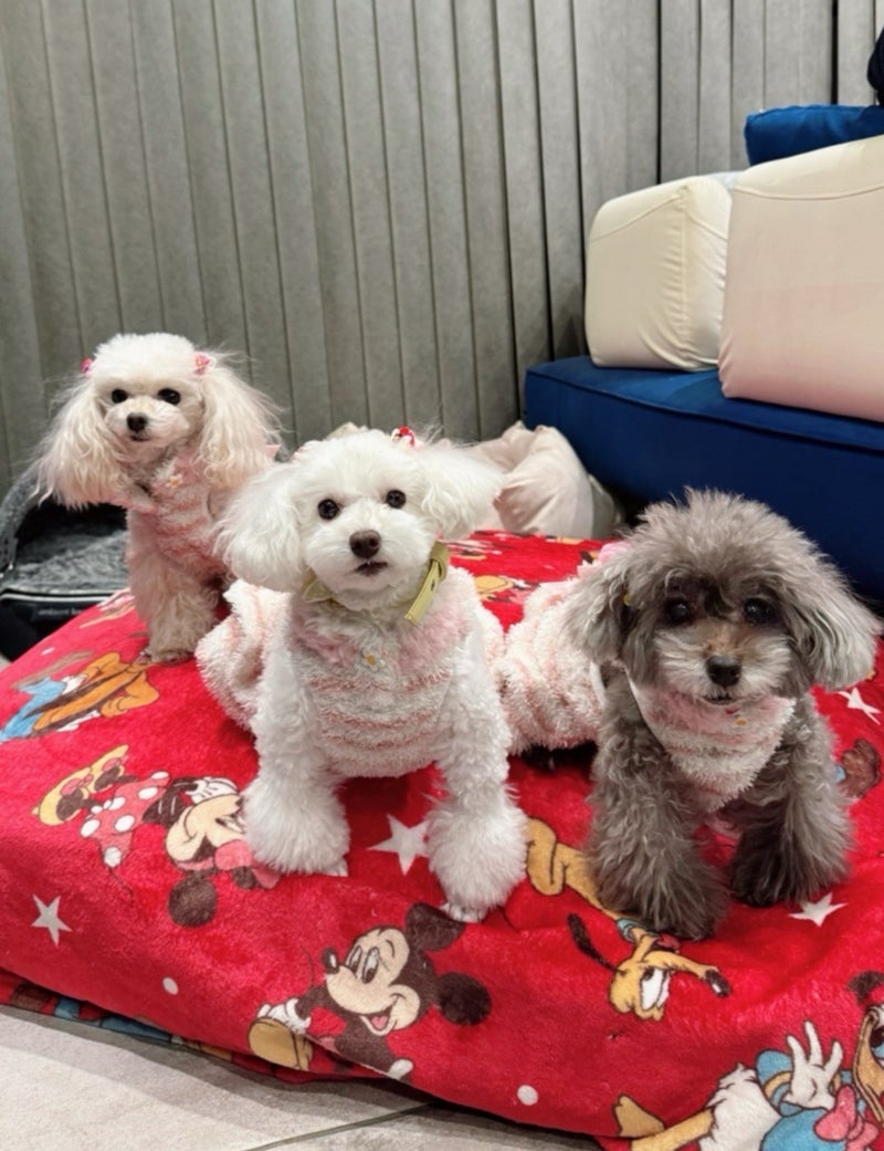 堀ちえみ 雪が嫌いなうちの子の画像