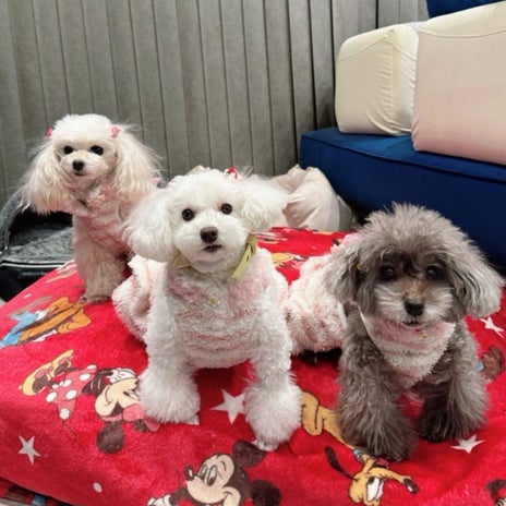 堀ちえみ 雪が嫌いなうちの子の画像