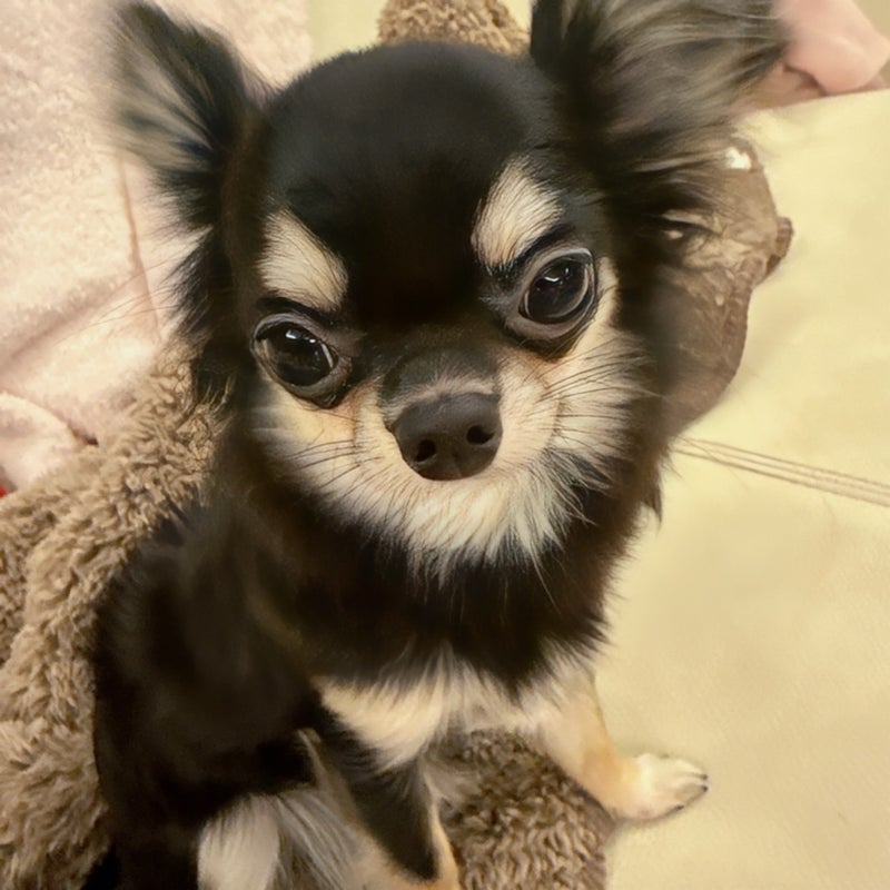 小柳ルミ子 愛犬の里帰りに淋しさの画像