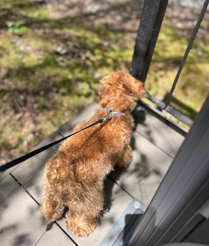 子犬並みに長いと思う睡眠時間
