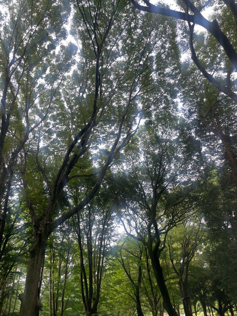 團十郎 人がたくさんいた日曜の散歩の画像
